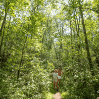 Hikers in a forest 