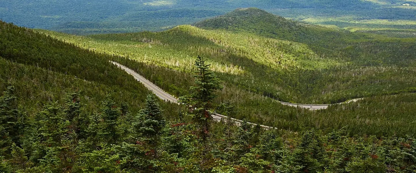 Forestry with Trail