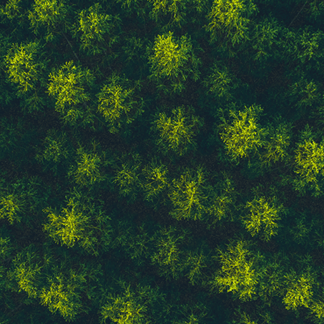 A top-down view of trees